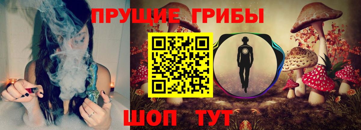Псилоцибиновые грибы Psilocybe Краснознаменск